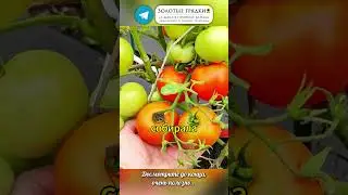 Не выбрасывайте яичную скорлупу – сделайте мощную подкормку для огорода 