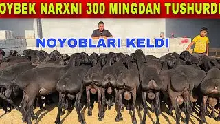 OYBEKGA YORVORESHIN QOZILAR KELDI NARXNIXAM YORVORDI