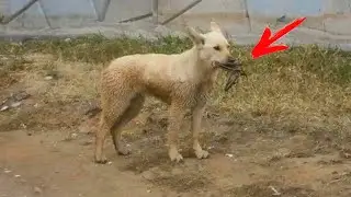 A dog with a strange metal structure on its muzzle was wandering around the city