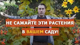 Растения агрессоры: рейнутрия, физалис, топинамбур, малина душистая