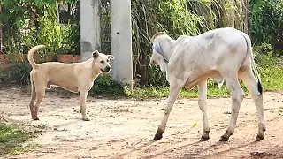 Bally might scare to the cows || # 2122 Nature Show