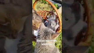 #котята