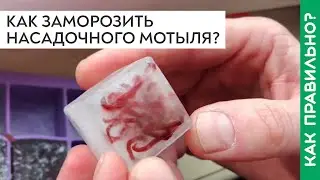 Как правильно заморозить мотыля для насадки? Как хранить мотыля для рыбалки на фидер и поплавок?