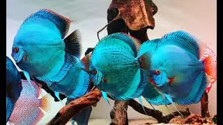 Giant Blue Diamond Discus Tank | Gorgeous Discus Aquarium 4K