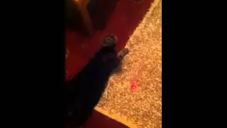 Sassy Cat chasing a laser pen