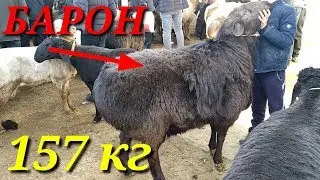 ГИГАНТ КУЧКОРЛАР ТИРИК ВАЗНИГА 157 КГ САМАРКАНД САВХОЗДА 16.02.2020