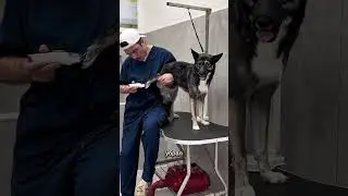 😰СОБАКА ПОДПИСЧИКА ЧУТЬ НЕ СОЖРАЛА МЕНЯ. ГРУМИНГ-ВЫЖИВАНИЕ 