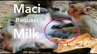 Wow!, Baby Monkey Maci Request Milk​ Like This, What Maci Going To Do?