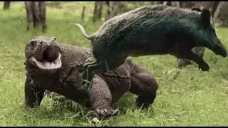 KOMODO LIZARD VS WILD BOAR! VARAN IS IN BUSINESS