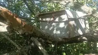 Поздний рой.