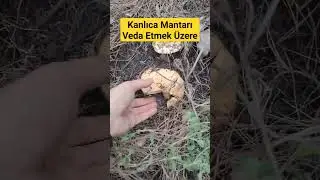 Kanlıca Mantarı gelecek sezona kadar veda etmeye hazırlanıyor.