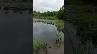 Тургояк, выгул уток. #music #snowchill #relaxingmusic #piano #рыбалка #vikings #nature #fishing