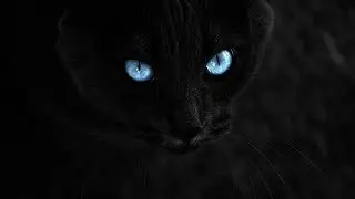 Are black cats demons and bad luck?