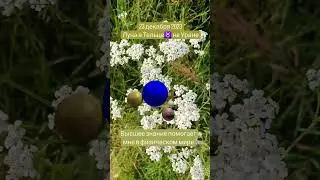 #астрология