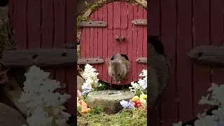 Mouse Munches Outside Of Shire Replica House