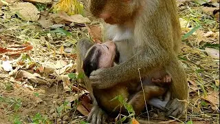 No milk baby! Young monkey tries to wean her baby monkey from milk