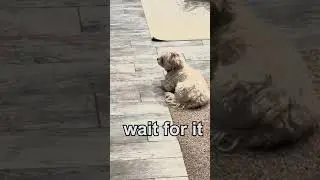 Dolly the dog waits for her favorite human to come home 🐶 