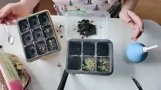 Сейчас это нежные растения, а называются очень звучно, пикирую 