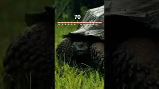 ¿Sabías que las tortugas habitaban la tierra durante la época de los dinosaurios? 🐢​