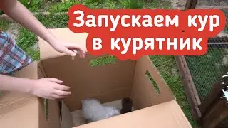 Запускаем кур в курятник!