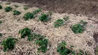 Идеальный огород весной