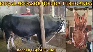 Qasob aka TEL: 90 581 46 77 BUQALAR nechi puldan soyilyabdi GIGANT BUQA qancha GOSHT q/i