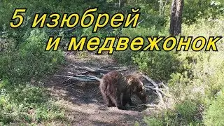 ШОК!!! 5 изюбрей на солонце и медвежонок-одиночка. Фотоловушка