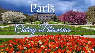 Paris. The best places to see Cherry Blossoms I  Giverny