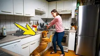 A man installed a hidden camera at home. He cried when he saw what the girl was doing with the dog!