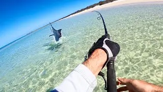 Marlin On The Beach