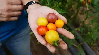 From Farm to You: Tomatoes