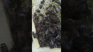 Пчеломатка после облёта