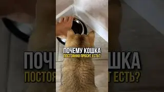 Почему кошка постоянно просит есть? #кошки #котики #коты #уходзапитомцами #кошка #котик  #shorts