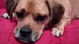 Puggle Eyebrows - A short film