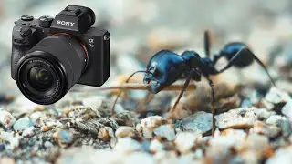 Ants Working Hard in 4K filmed with Sony Alpha A7S III