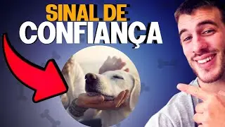 5 Sinais Que o Seu Cachorro Confia Em Você