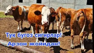 Арзон жойидан!Тук бугоз сигирлар!