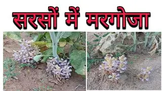 सरसों में मरगोजा , #Farmers #myfirstvlog