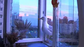 LIVE Чайка - символ Приморского района Санкт-Петербурга. Кормим чайку на Комендантской площади.