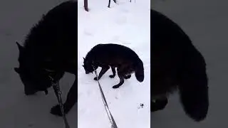 Первая прогулка после гона