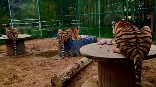 Больного Котенка не пустили на рейс SmartAvia! Яне придется добираться самой!