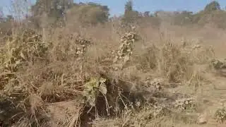 टाइगर मार के खा गया दो लोगों को ग्रासलैंड मैं ! #singhaniasafari #tiger #dhikala #shorts