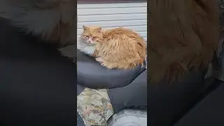 Рыжая усатая морда залезла на квадрик 😸😺😸 