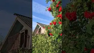 Рябина, рябина...