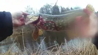 Щука в первые морозы еще по открытой воде