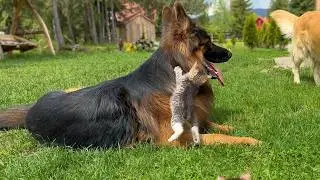 Fearless Kittens Attack Gentle German Shepherd