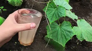 СРОЧНО дайте это ЛЕТОМ Огурцам, Томатам, Перцу и они сразу обильно заплодоносят, повысят урожай