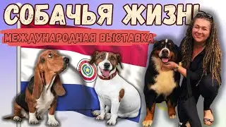 Нашла чудо-собаку!!! Международная выставка собак в Парагвае, сентябрь 2023, основные моменты