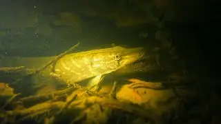 ПОДВОДНАЯ ОХОТА СЕЗОН ПРОДОЛЖАЕТСЯ!