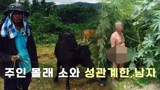 세계이슈ㅣ주인 몰래 소를 데려가는 이유ㅣ손안의 세상